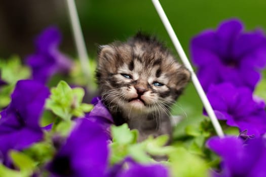 small kitten sits in the colors blue