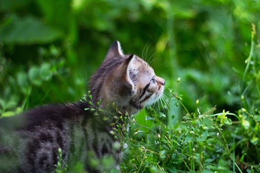 Kitty looking up behind the grass.