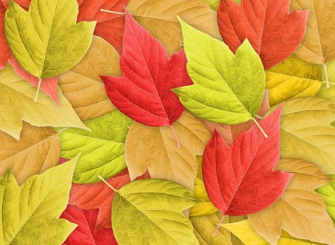Abstract Colorful Nature Background with Group of Autumn Leafs.Close-up. Studio photography.