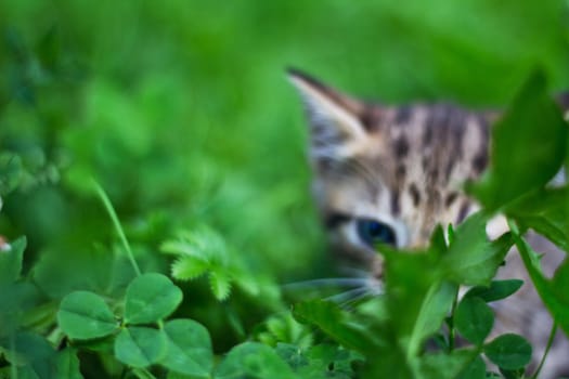 Brown kitty hide behind the grass.