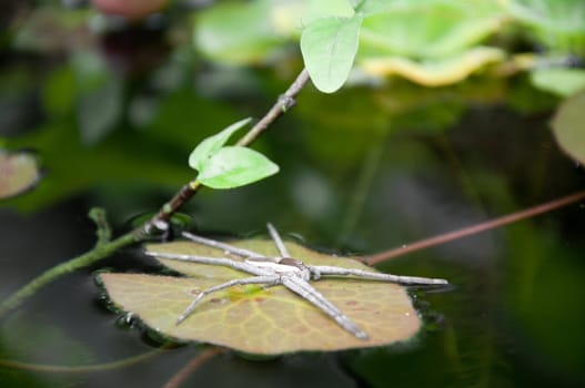 a picture of beautiful plants and garden