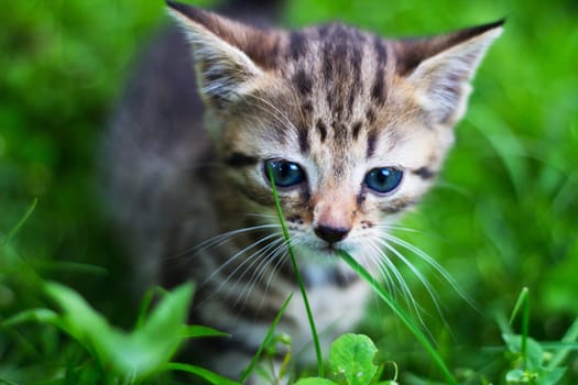 Kitty looking down in front of grass.