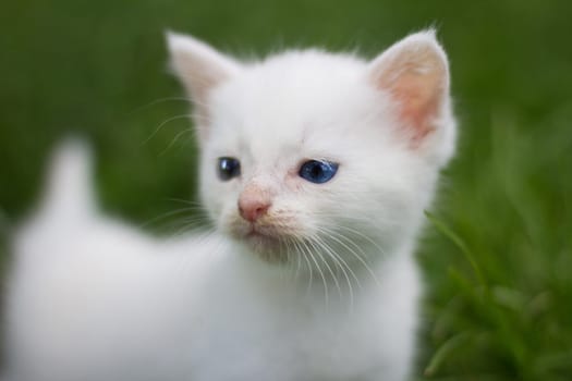 White kitty in the garden.
