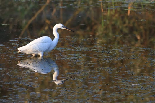 Little egret (Egretta garzetta) standing on a lake