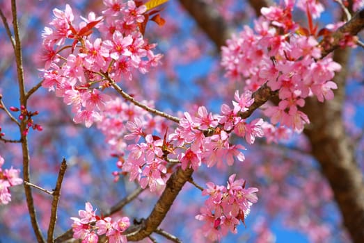 Prunus cerasoides (Wild Himalayan cherry) is a deciduous cherry tree found in East Asia. It is of the family Rosaceae and the genus Prunus. Its range extends in the Himalayas from Himachal Pradesh in India to southwest China and Burma. It grows in the for