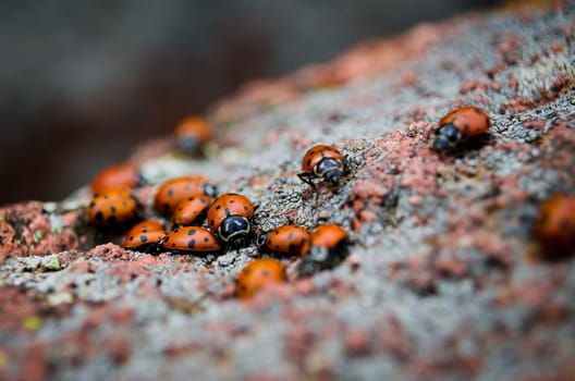 A close-up of a large group of ladybugs on a boulder.