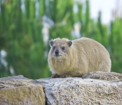 Rock Hyrax (Procavia capensis) on green trees backround