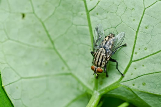 fly in green nature or in the city
