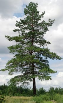 lone pine green against the sky