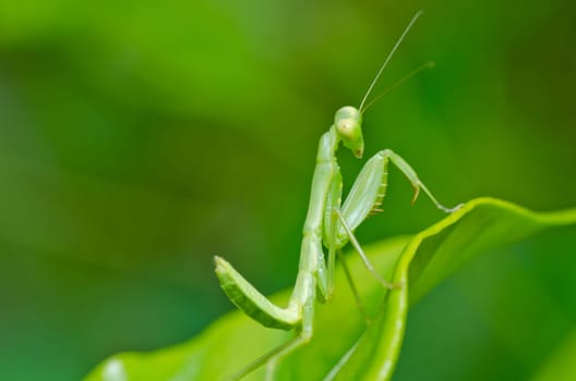 mantis in green nature or in garden