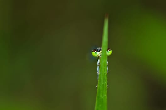 damselfly or little dragonfly in green nature