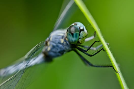 dragonfly  in green nature or in the garden