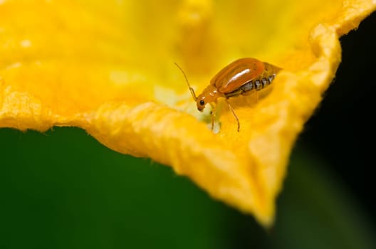 orange beetle in green nature or in garden