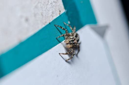 jumping spider in the city or in home