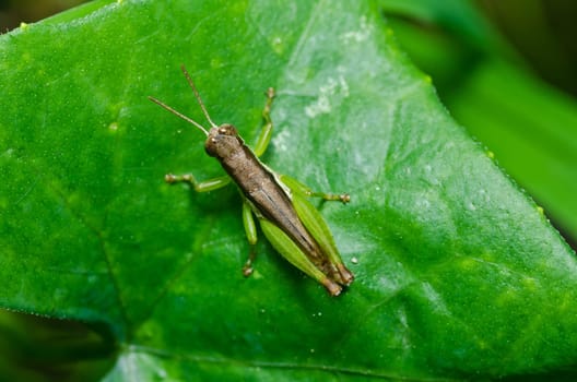 grasshopper in green nature or in the garden
