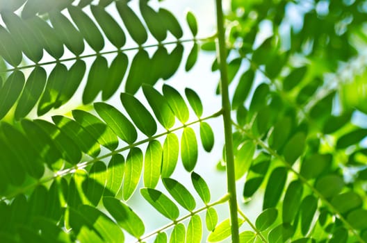 green leaf and sunlight in forest or in green nature