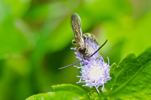 mammoth wasp in green nature or in the garden