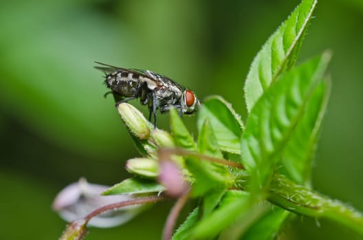 fly in green nature or in the city