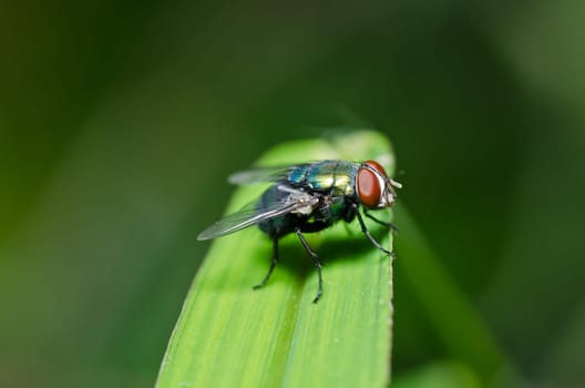 fly in green nature or in the city