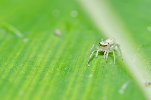 jumping spider in green nature or in the garden