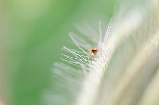 jumping spider in green nature or in the garden