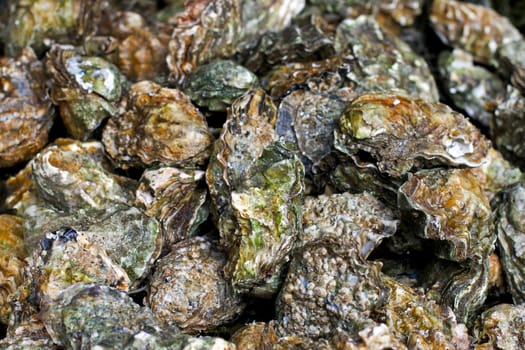 Pile of freshly caught closed oyster shells.