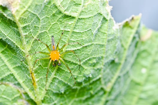 long legs spider in green nature or in garden