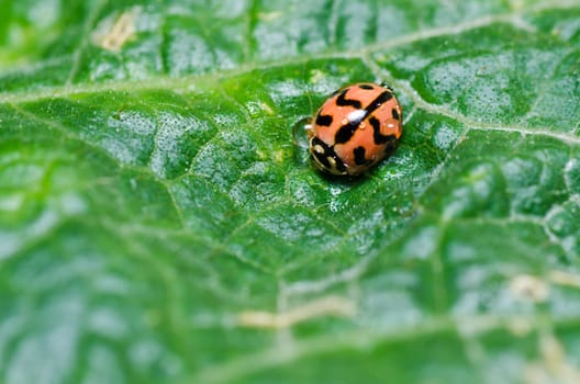 ladybug in green nature or in the garden