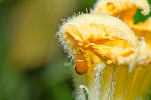 orange beetle in green nature or in garden