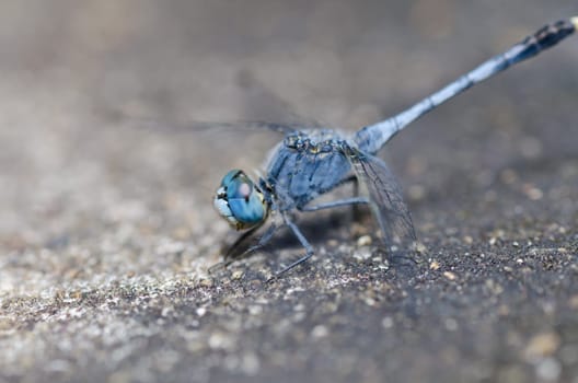 dragonfly in garden or in green nature