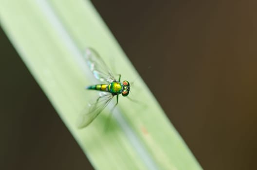 long legs fly in green nature or in the city