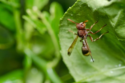 wasp in green nature or in garden. It's danger.