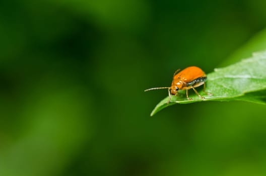 orange beetle in green nature or the garden