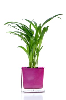 Houseplant in glass pot isolated on white background.