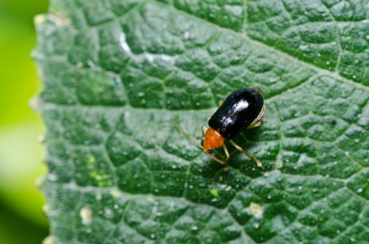 orange beetle in green nature or the garden