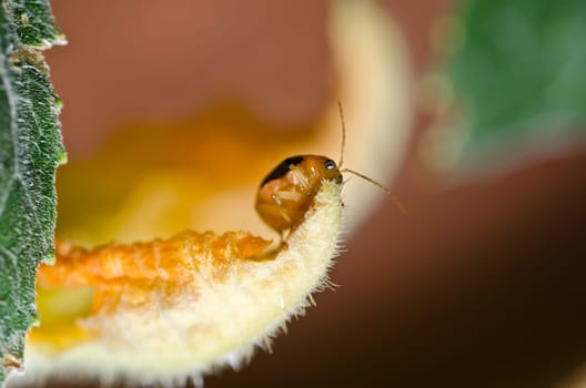 orange beetle in green nature or the garden