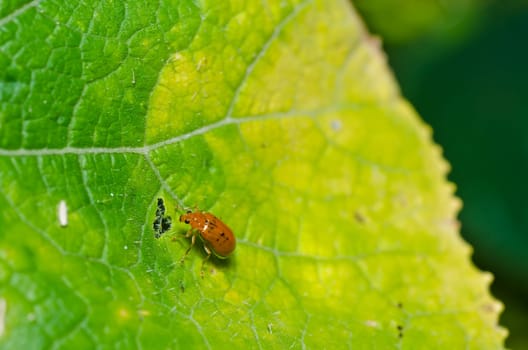orange beetle in green nature or the garden