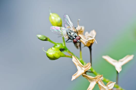 fly in green nature or in the city
