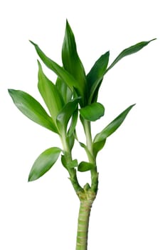 Green bamboo sprout Isolated on white background.