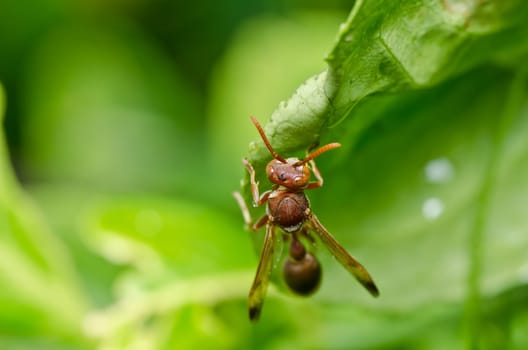 wasp in green nature or in garden. It's danger.