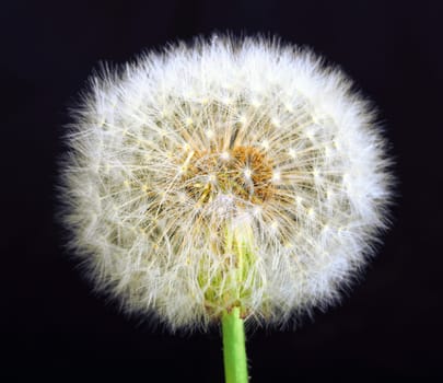Single dandelion on black background. Close-up. Studio photography.