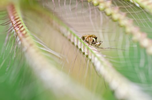 jumping spider in green nature or in the garden
