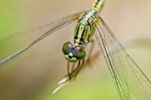 dragonfly in garden or in green nature