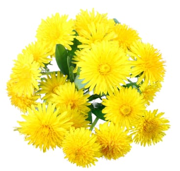 Bouquet of yellow flowers of dandelion isolated on white background. Close-up. Studio photography.