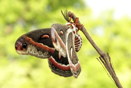 The Cecropia moth, Hyalophora cecropia, is the largest of the giant silkworm moths native to Ontario, Canada, having a wing spread up to 15.5 cm.