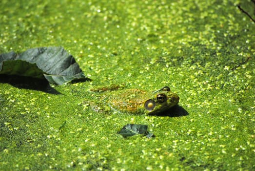 leopard frog sits in an algae covered pond