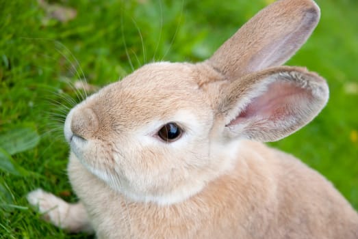 Portrait of a Cute rabbit On Green Meadow. Easter Concept