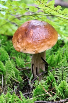The white Summer Boletus in the Forest