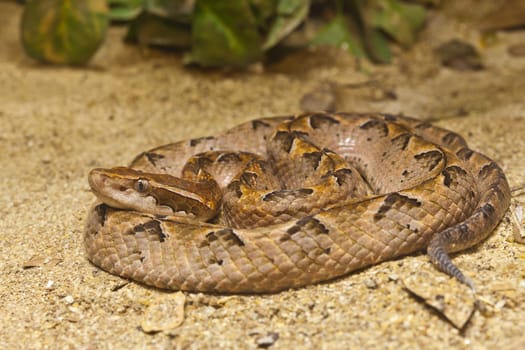 Close up of Malayun Pit Viper, focus at eyes