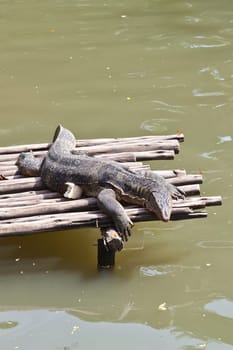 Monitor Lizard resting on a raft